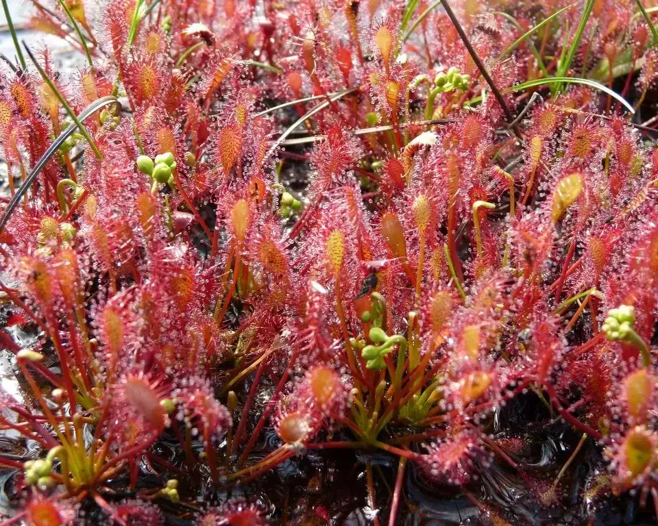 Oblong leaved sundews JPG
